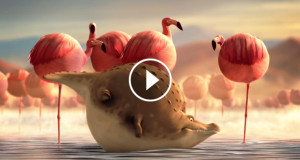 crocodile-flamands-roses-ronds-750x394