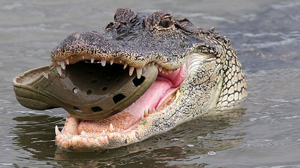 crocodile-mange-crocs-ironie-humour-fail