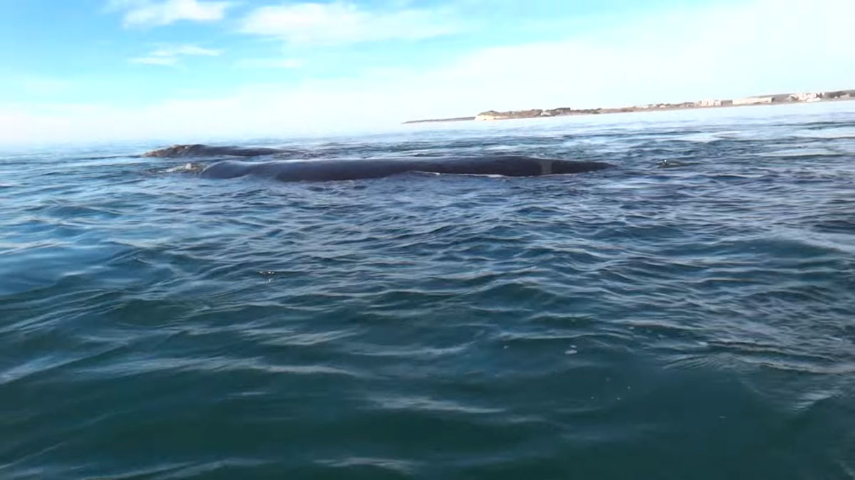 deux-baleines-surface