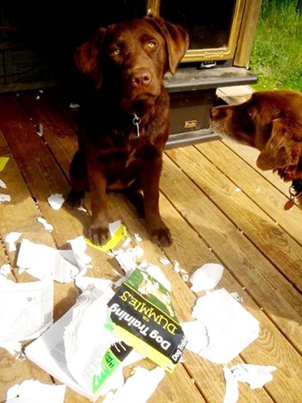 dressage-pour-les-nuls-for-dummies-machouille-dechirer-chien-humour-fail-ironie