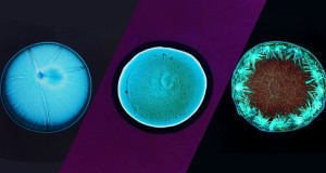 drogue-microscope-insolite-science