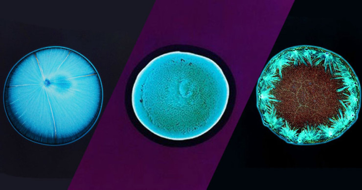 drogue-microscope-insolite-science