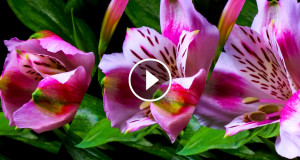 fleur-epanouissement