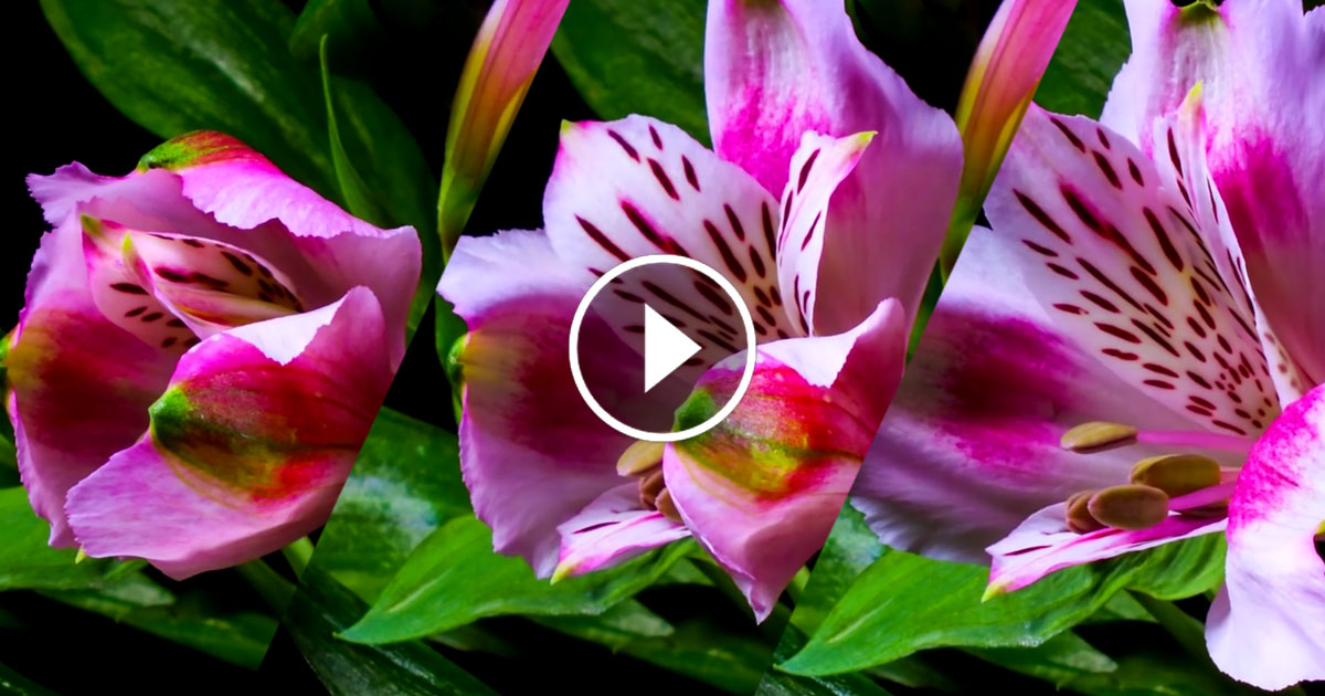 fleur-epanouissement