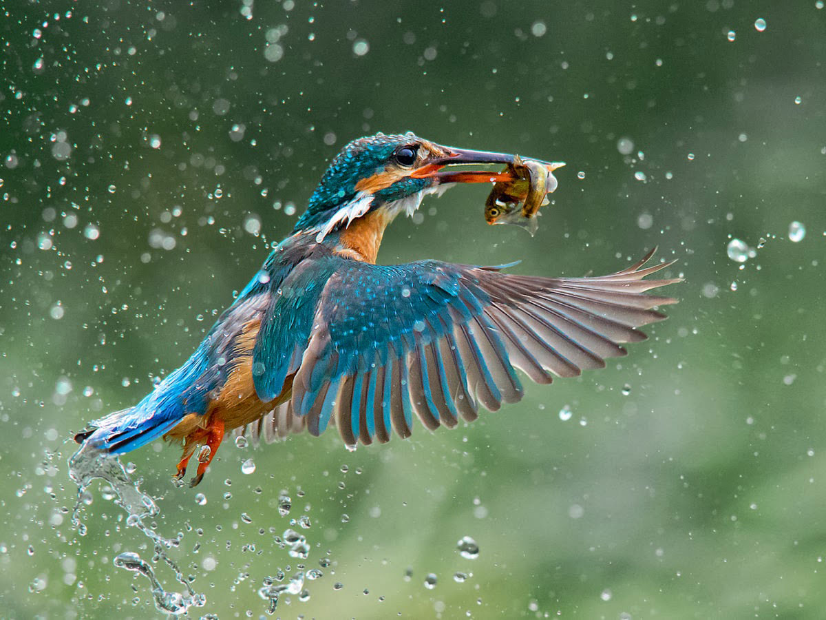 jamie-macarthur-martin-pecheur