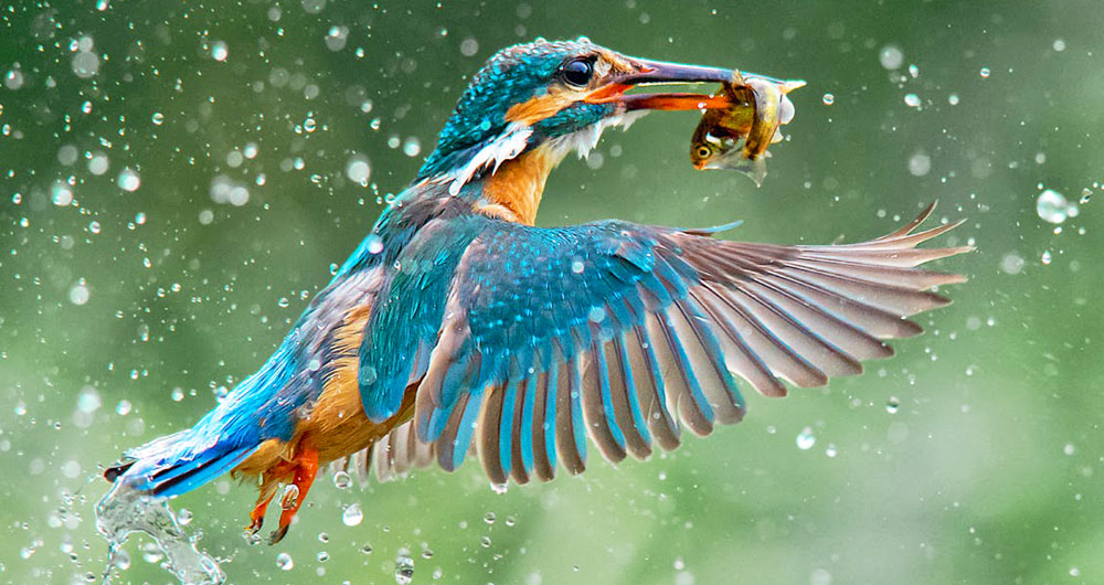 martin-pecheur-poisson-vol