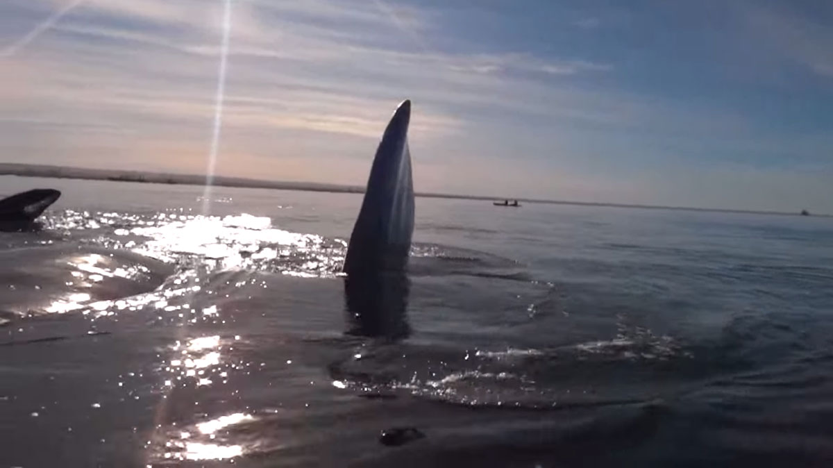 rayons-soleil-ventre-baleine