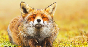 renard-photographie-animal