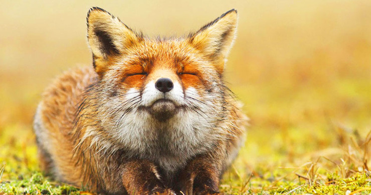 renard-photographie-animal