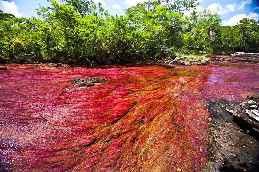 riviere-cano-cristales-colombie