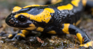 salamandre-tachetee