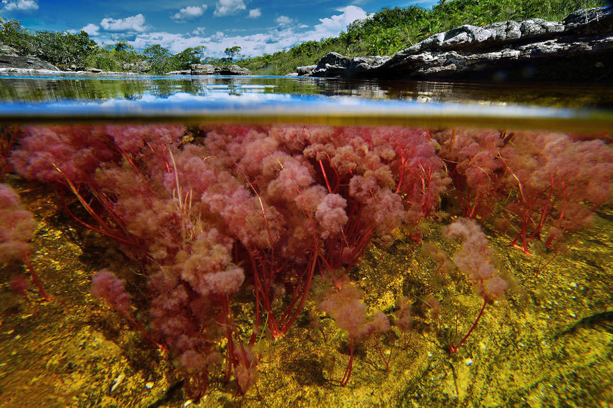 sous-eaux-cano-cristales