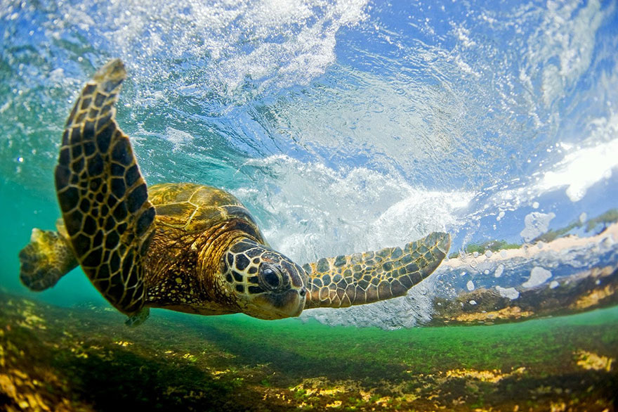 tortue-eau