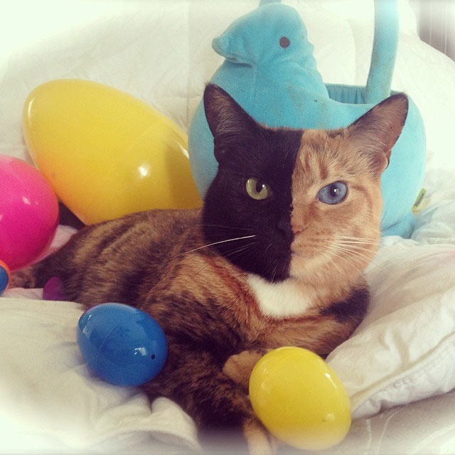 venus-jouet-pelluche