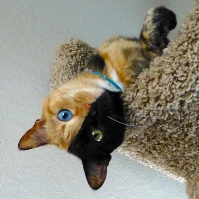 venus-retourne-jouet