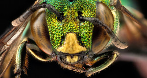 abeille-diversite-espece