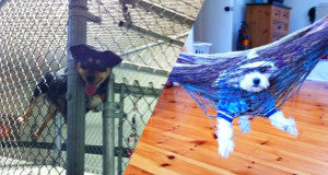 animaux-chien-drole-humour-video-gif