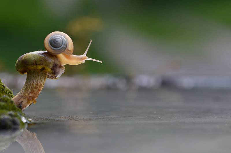 champignon-escargot-eau