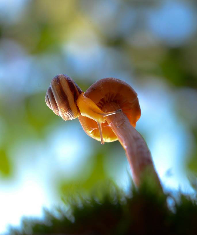 champignon-vue-dessous