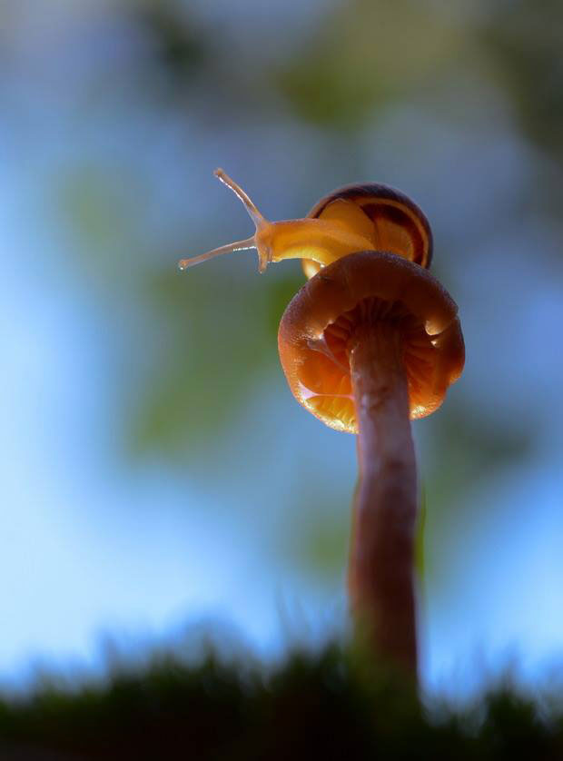 cliche-macro-escargot