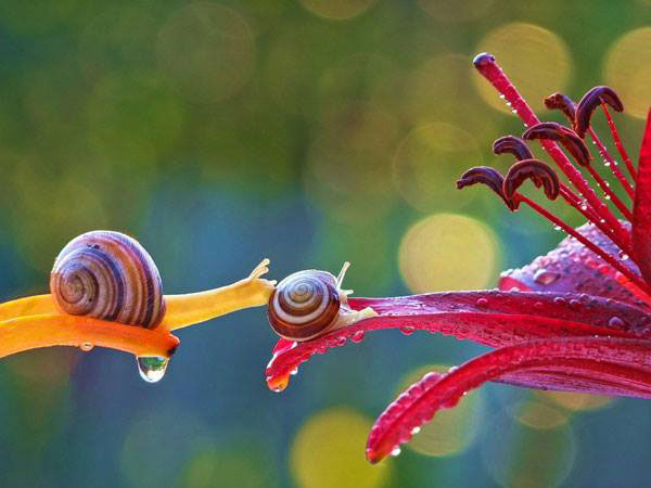 duo-escargot-plantes