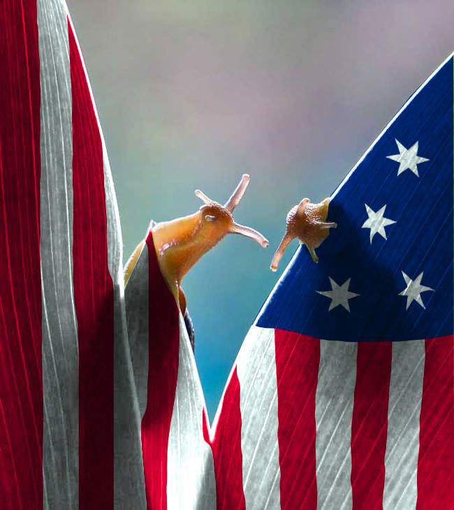 duo-escargots-drapeau-americain