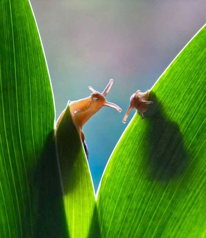 duo-escargots-plantes-vertes