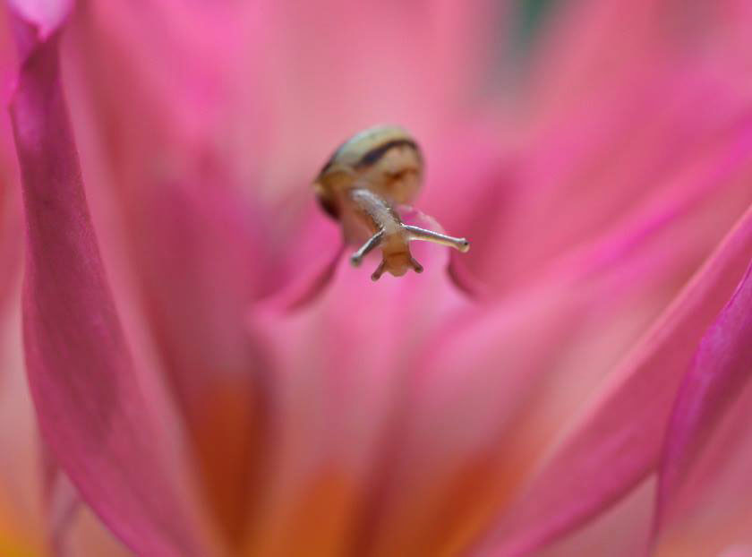 escagorts-petales-rose