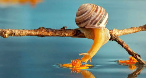 escargot-branche-arbre