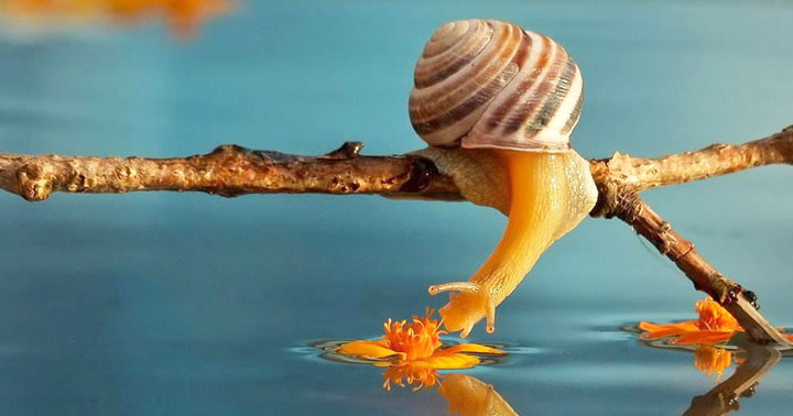 escargot-branche-arbre