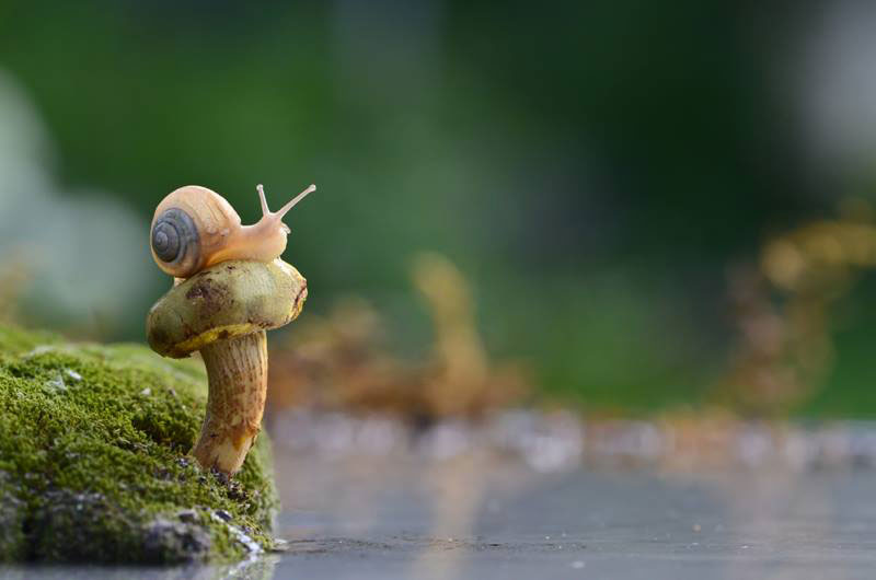 escargot-champignon-etang