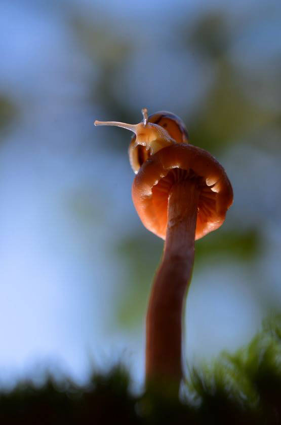 escargot-champignon-perspective
