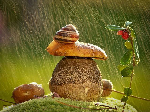 escargot-champignons