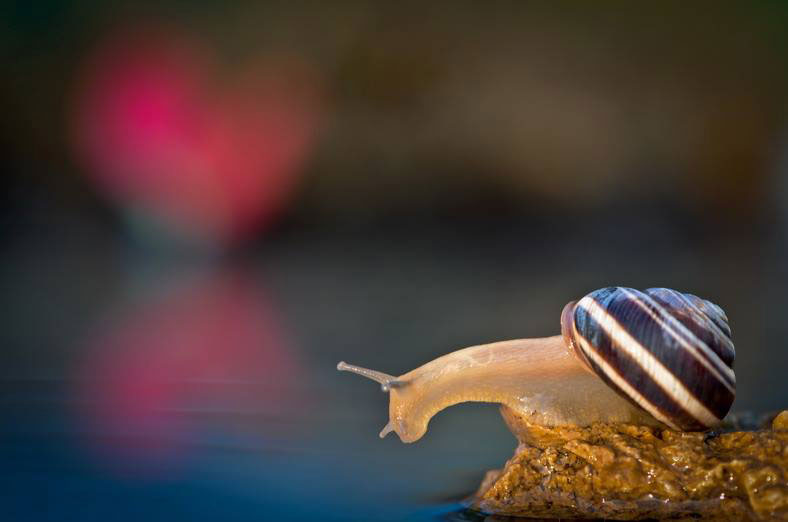 escargot-contemple-eau