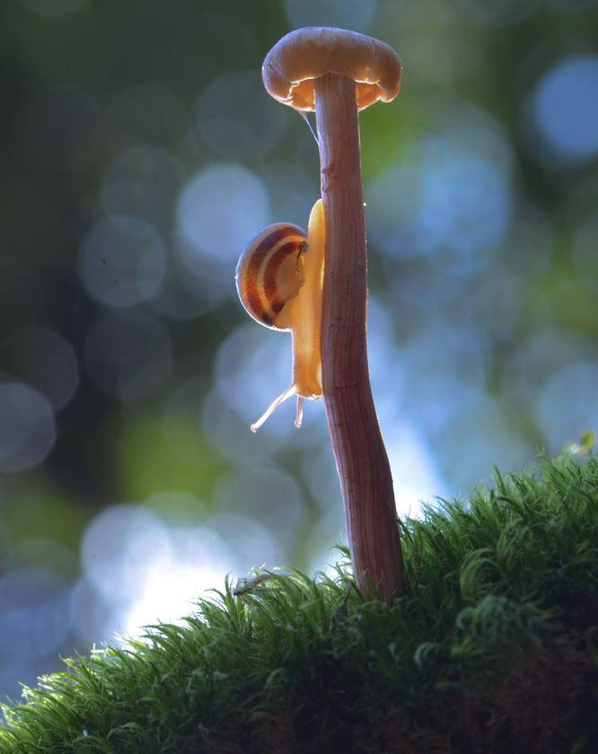 escargot-descend-pied-champignon