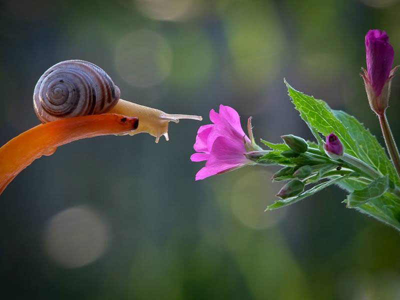 escargot-face-fleur-rose