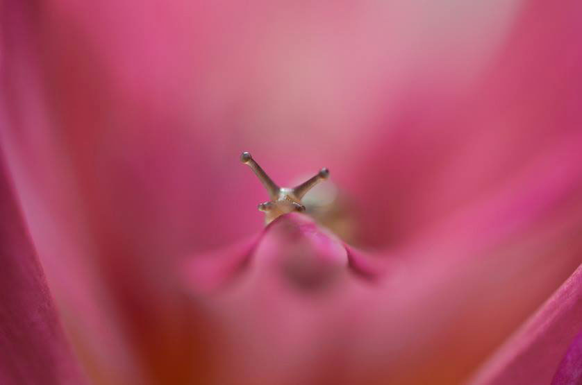 escargot-gros-plan-fleur
