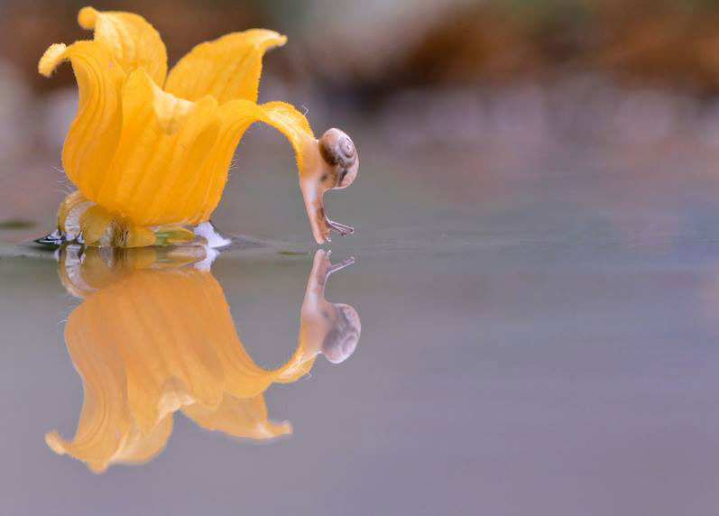 escargot-plante-orange
