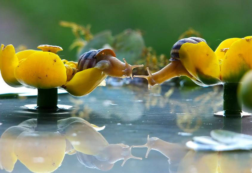 escargots-fleurs-jaune