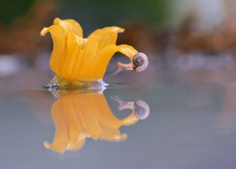 fleur-orange-escargot