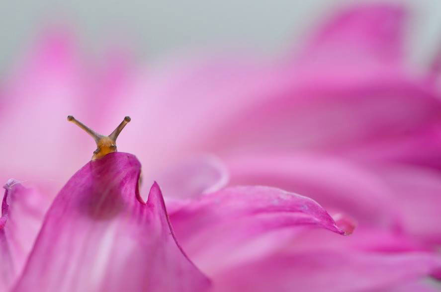 petales-fleur-rose-escargot