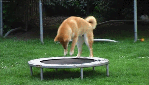trampoline