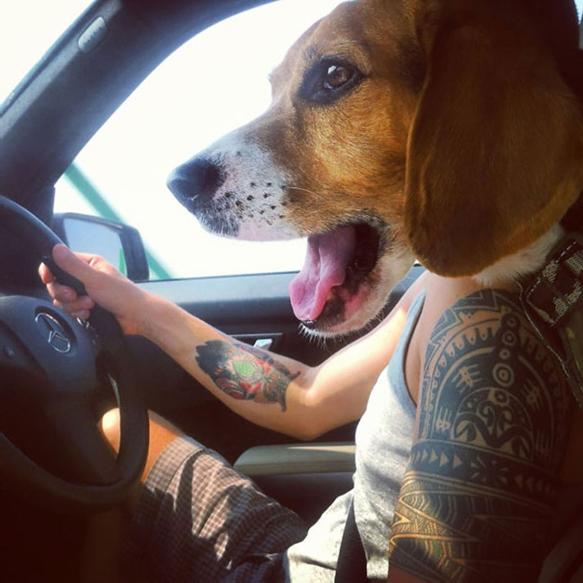 16-fotos-inusitadas-de-cãezinhos-002