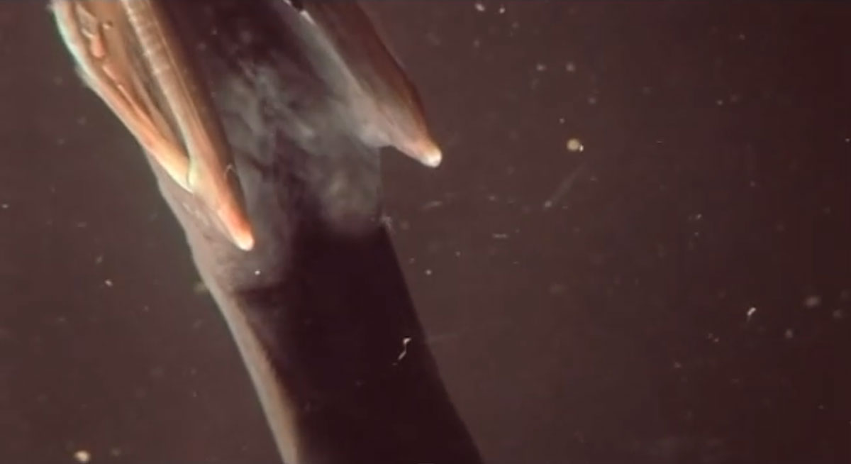 anguille-grandgousier-corps