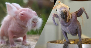 animaux-sans-poils-une-v5