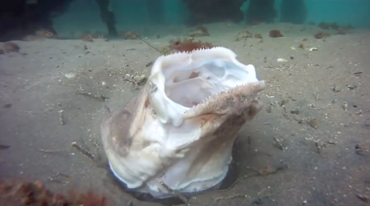 astroscopus-guttatus-gueule