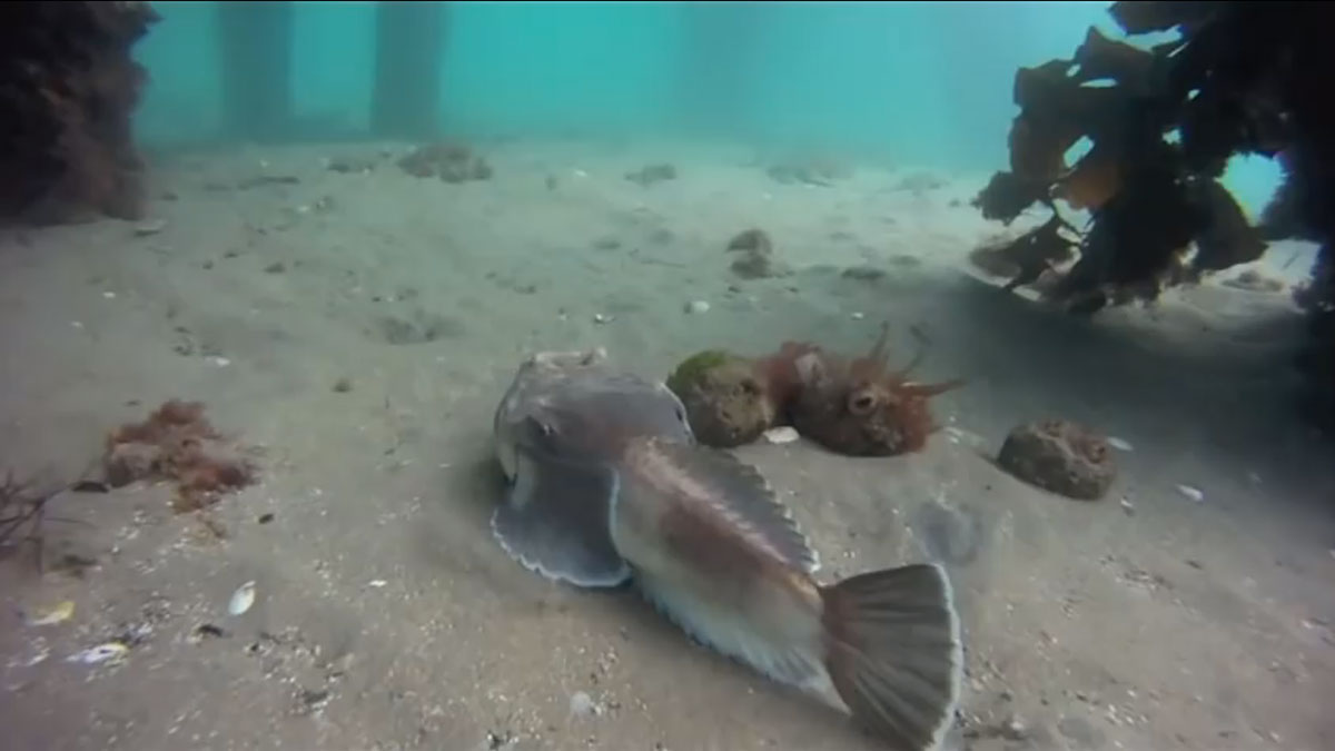 astroscopus-guttatus