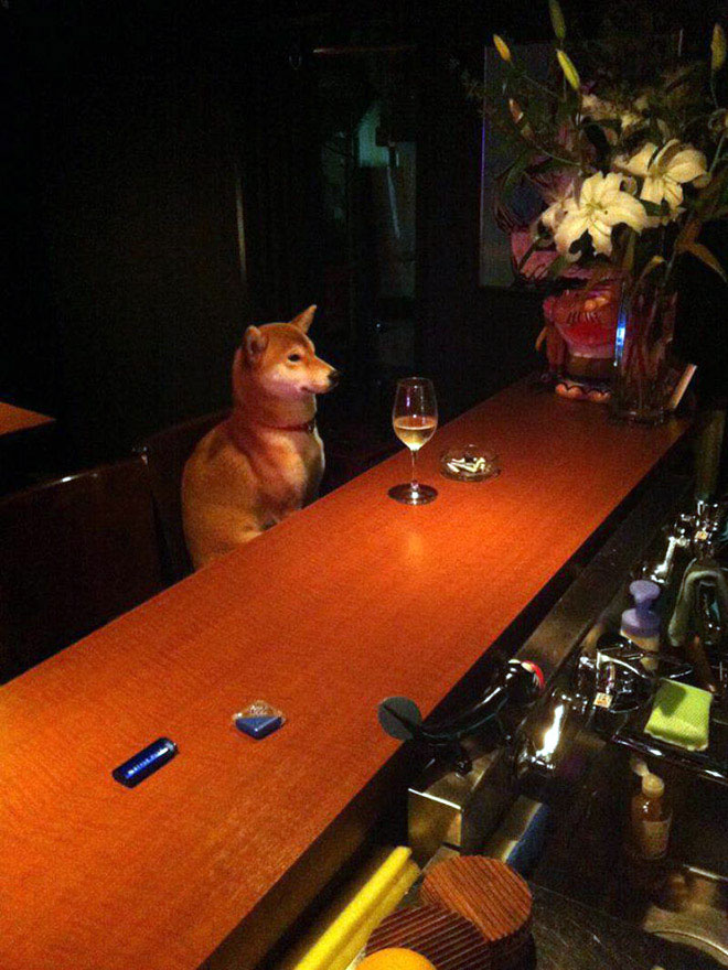 chien-attend-boisson-bar