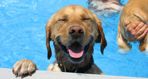 chien-eau-piscine
