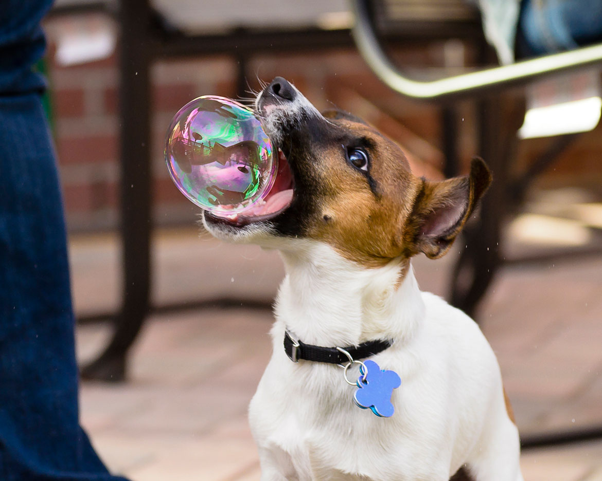 chien-fait-des-bulles
